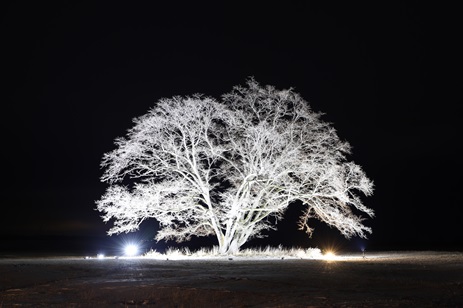 豊頃のシンボルツリー