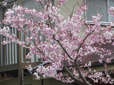 豊頃に咲く桜