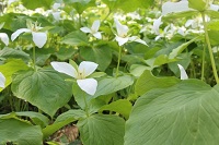 豊頃町のシンボル、エンレイ草